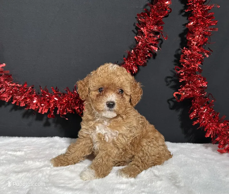 Maggie – Poodle - Toy  puppy for sale in Plainville, IN