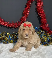 Maverick , a male Poodle - Miniature  for sale in Plainville, IN – 7 of 7