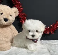 Lil Teddy, a male Maltese for sale in Plainville, IN – 4 of 6
