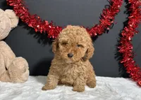 Kara, a female Poodle - Toy  for sale in Plainville, IN – Photo 6 of 7