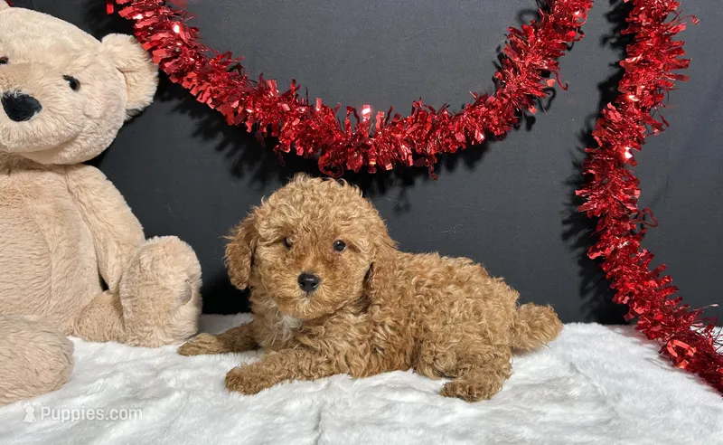 Kara – Poodle - Toy  puppy for sale in Plainville, IN