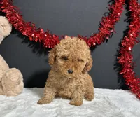 Kara, a female Poodle - Toy  for sale in Plainville, IN – Photo 2 of 7