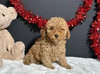 Kara, a female Poodle - Toy  for sale in Plainville, IN – Photo 7 of 7