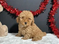 Kara, a female Poodle - Toy  for sale in Plainville, IN – Photo 3 of 7
