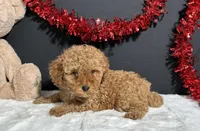 Kara, a female Poodle - Toy  for sale in Plainville, IN – Photo 5 of 7