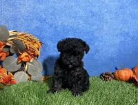 Chloe, a female Poodle - Toy  for sale in Plainville, IN – 5 of 6