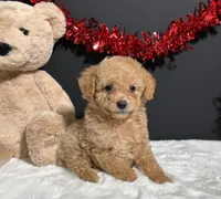 Bear, a male Poodle - Toy  for sale in Plainville, IN – Photo 7 of 7