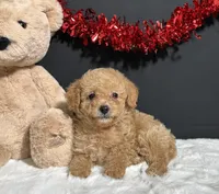Bear, a male Poodle - Toy  for sale in Plainville, IN – Photo 5 of 7