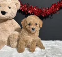 Bear, a male Poodle - Toy  for sale in Plainville, IN – Photo 4 of 7