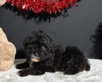 Dakota, a male Poodle - Toy  for sale in Plainville, IN – Photo 2 of 7