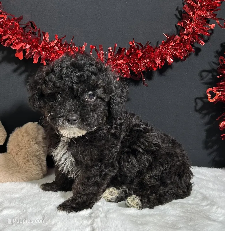 Dakota – Poodle - Toy  puppy for sale in Plainville, IN