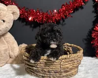 Dakota, a male Poodle - Toy  for sale in Plainville, IN – Photo 7 of 7