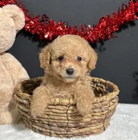 Bear, a male Poodle - Toy  for sale in Plainville, IN – Photo 6 of 7