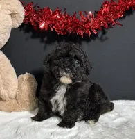 Dakota, a male Poodle - Toy  for sale in Plainville, IN – Photo 1 of 7