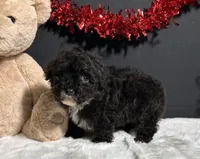 Dakota, a male Poodle - Toy  for sale in Plainville, IN – Photo 3 of 7