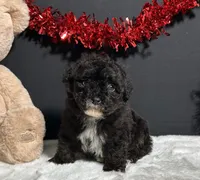 Dakota, a male Poodle - Toy  for sale in Plainville, IN – Photo 6 of 7