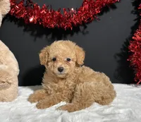 Bear, a male Poodle - Toy  for sale in Plainville, IN – Photo 1 of 7