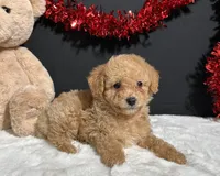 Bear, a male Poodle - Toy  for sale in Plainville, IN – Photo 3 of 7