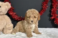 Bandit, a male Poodle - Miniature  for sale in Plainville, IN – 4 of 9