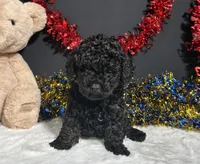 Storm, a male Poodle - Miniature  for sale in Plainville, IN – 1 of 6