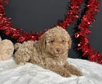 Ellie, a female Poodle - Miniature  for sale in Plainville, IN – 2 of 7