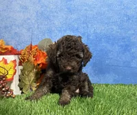 Avery, a female Yorkipoo for sale in Plainville, IN – 2 of 6
