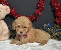 Lila, a female Poodle - Toy  for sale in Plainville, IN – 3 of 7