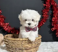 Lil Teddy, a male Maltese for sale in Plainville, IN – 1 of 8