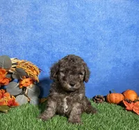 Atlas, a male Poodle - Miniature  for sale in Plainville, IN – 7 of 7