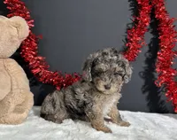 Monica, a female Poodle - Miniature  for sale in Plainville, IN – 4 of 7