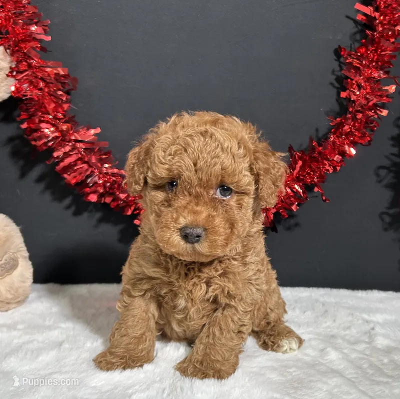 Carson – Poodle - Toy  puppy for sale in Plainville, IN