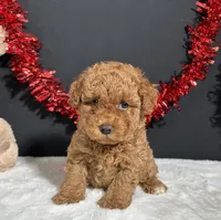 Carson, a male Poodle - Toy  for sale in Plainville, IN – 1 of 5