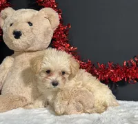 Ashley, a female Morkie for sale in Plainville, IN – 6 of 6