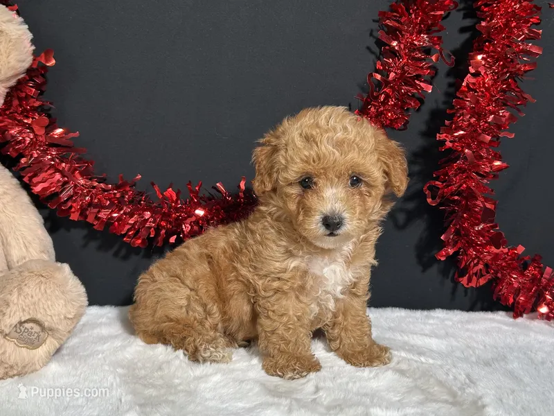 Andrea – Poodle - Toy  puppy for sale in Plainville, IN