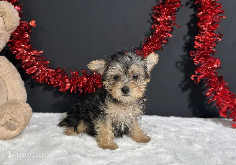 Tootsie – Morkie puppy for sale in Plainville, IN