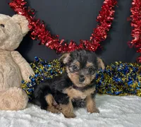Sierra, a female Rat Terrier and Yorkshire Terrier for sale in Plainville, IN – 3 of 6