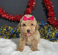 Maddie, a female Poodle - Miniature  for sale in Plainville, IN – 4 of 9