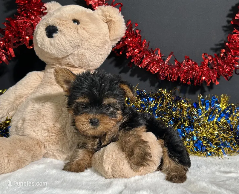 Nugget – Yorkshire Terrier puppy for sale in Plainville, IN