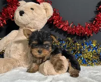 Nugget, a male Yorkshire Terrier for sale in Plainville, IN – 1 of 6