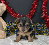 Sierra, a female Rat Terrier and Yorkshire Terrier for sale in Plainville, IN – 4 of 6