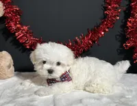 Lil Teddy, a male Maltese for sale in Plainville, IN – 2 of 8