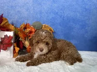 Flash, a male Poodle - Miniature  for sale in Plainville, IN – 7 of 7