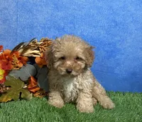 Cooper, a male Poodle - Miniature  for sale in Plainville, IN – 5 of 7
