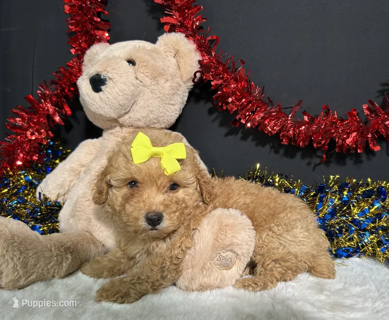 Shayla – Poodle - Miniature  puppy for sale in Plainville, IN