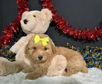 Shayla, a female Poodle - Miniature  for sale in Plainville, IN – 1 of 6