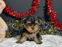 Spike, a male Yorkshire Terrier for sale in Plainville, IN – 5 of 6