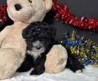 Kara, a female Maltipoo for sale in Plainville, IN – 5 of 6