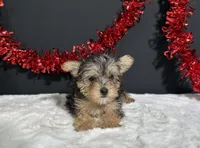 Tootsie, a female Morkie for sale in Plainville, IN – 7 of 9