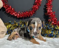 Noah, a male English Bulldog and Beagle for sale in Plainville, IN – 5 of 7
