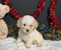 Buiscuit, a male Poodle - Miniature  for sale in Plainville, IN – 6 of 7